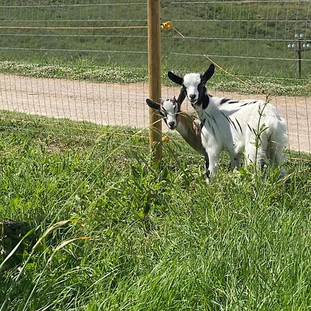 Certine Agriturismo 아시아노 외부 사진