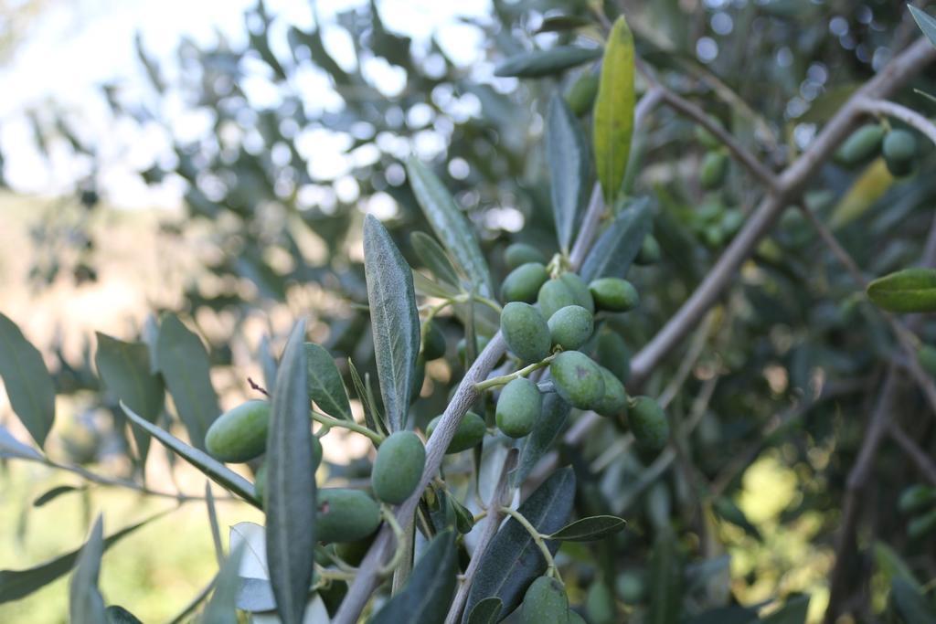 Certine Agriturismo 아시아노 외부 사진