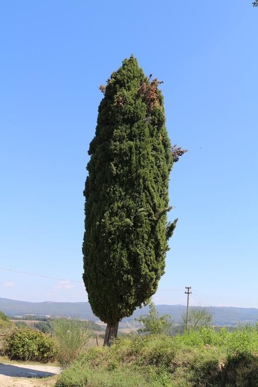 Certine Agriturismo 아시아노 외부 사진