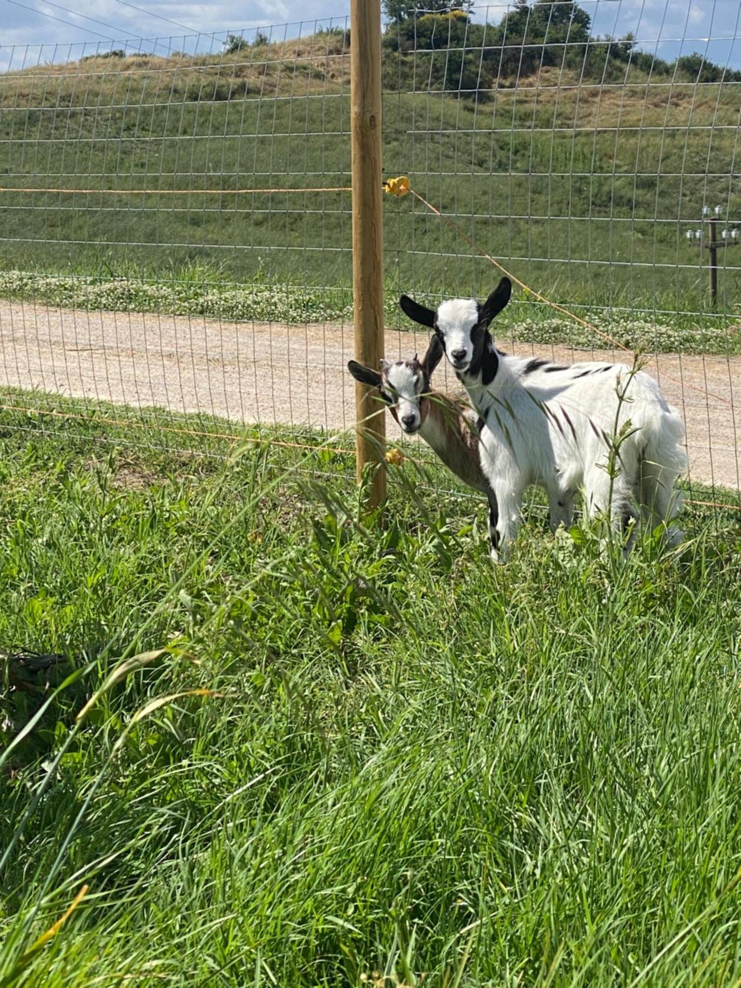 Certine Agriturismo 아시아노 외부 사진