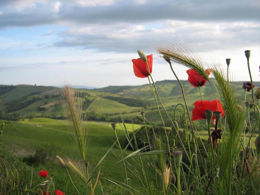 Certine Agriturismo 아시아노 외부 사진